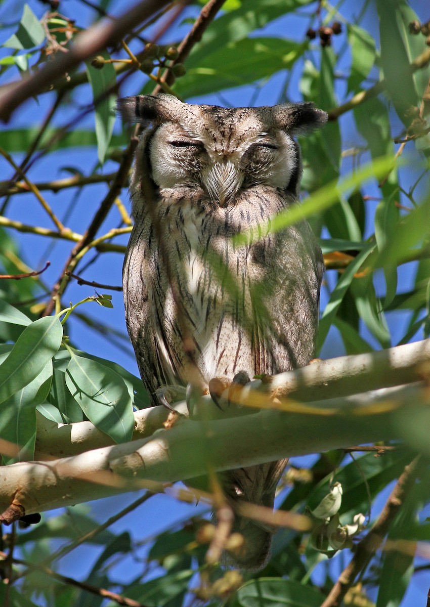 Northern White-faced Owl - Frans Vandewalle