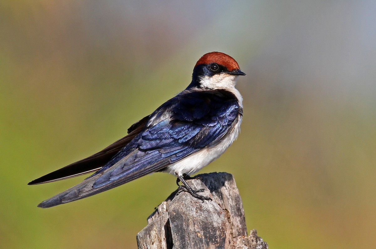 Wire-tailed Swallow - ML205652671