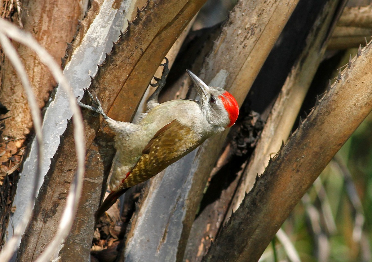 African Gray Woodpecker (Gray) - ML205652741