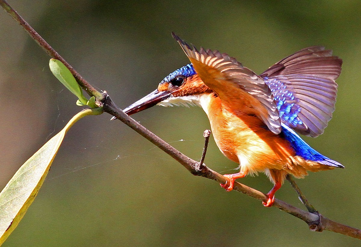 Malachite Kingfisher (Mainland) - Frans Vandewalle