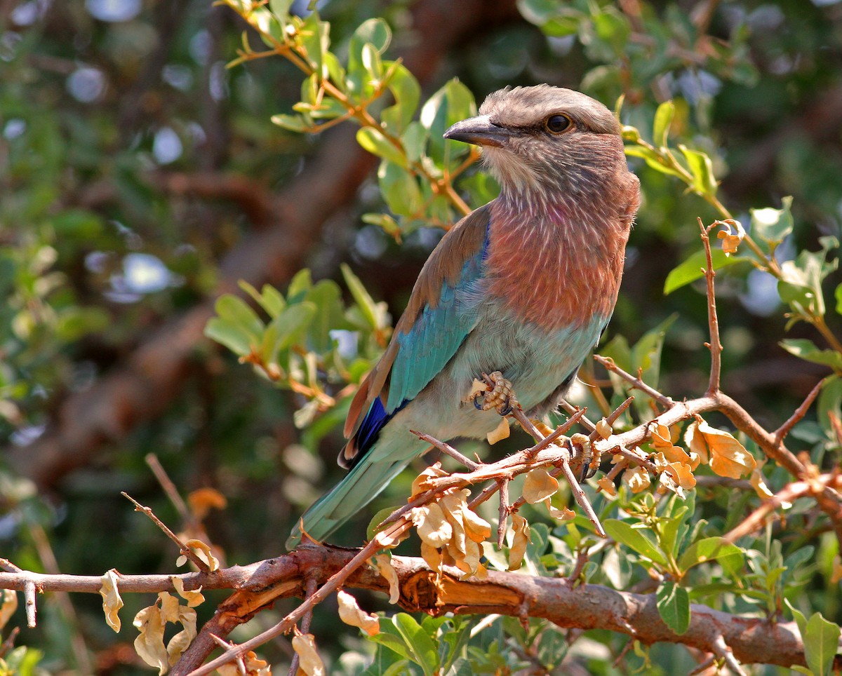 Lilac-breasted Roller (Lilac-breasted) - Frans Vandewalle