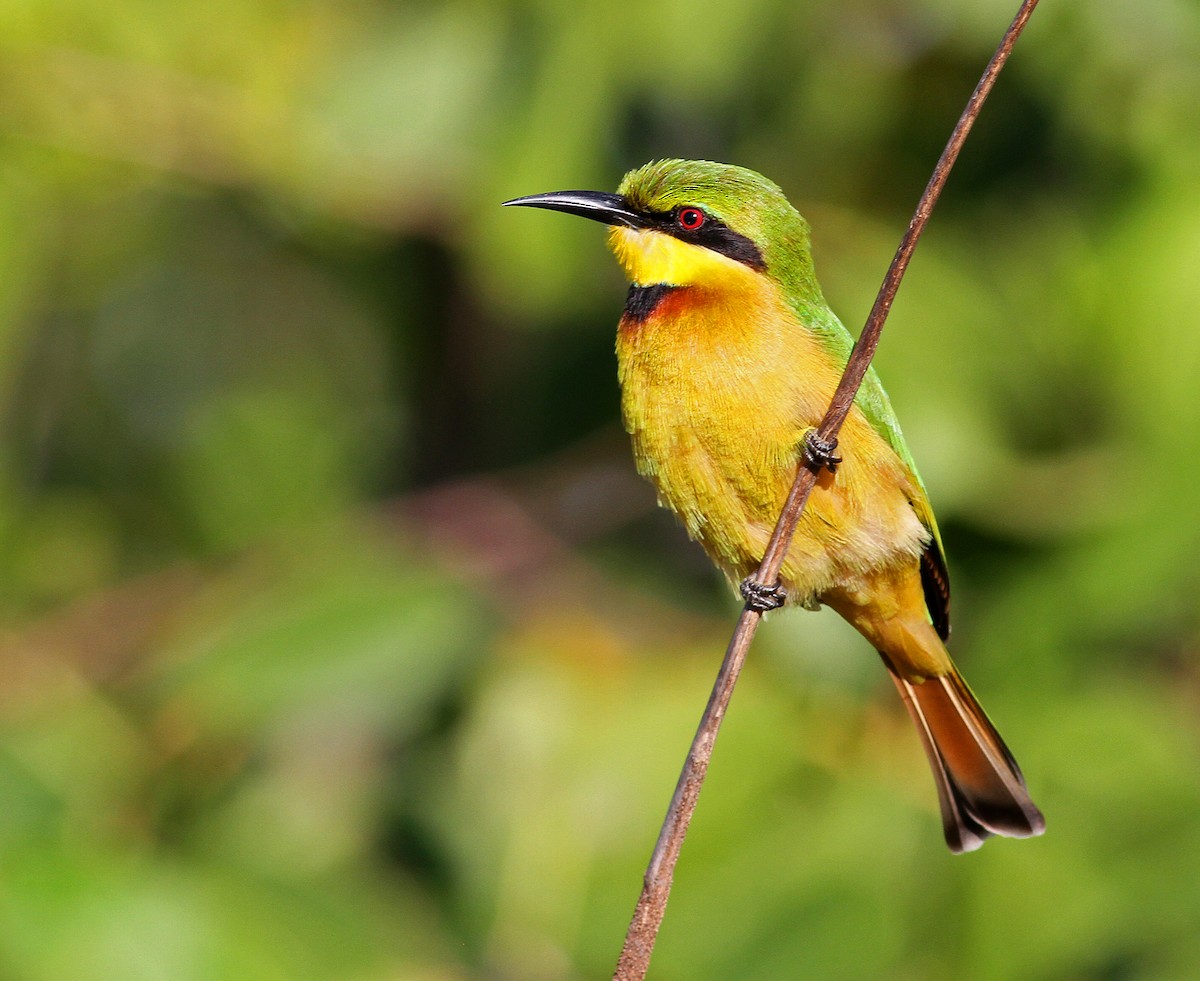 Little Bee-eater - Frans Vandewalle