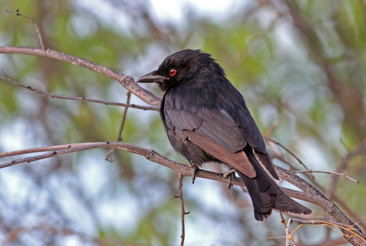 Fork-tailed Drongo (Clancey's) - Frans Vandewalle
