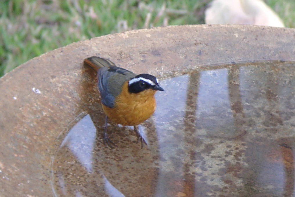 White-browed Robin-Chat - Laurent Demongin