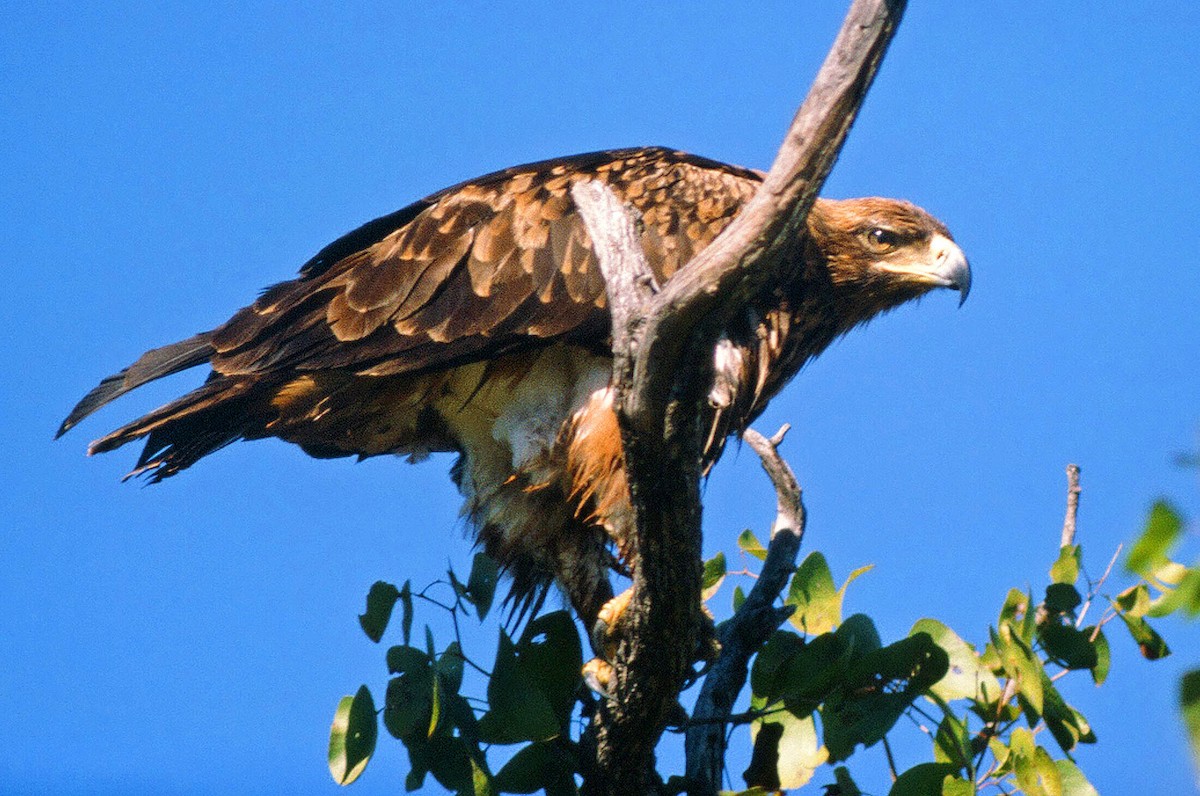 Tawny Eagle - Frans Vandewalle