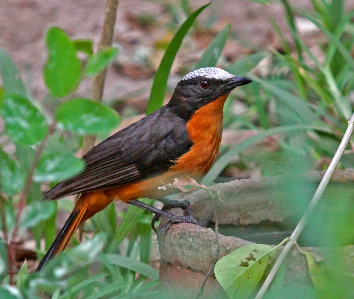 White-crowned Robin-Chat - ML205654891