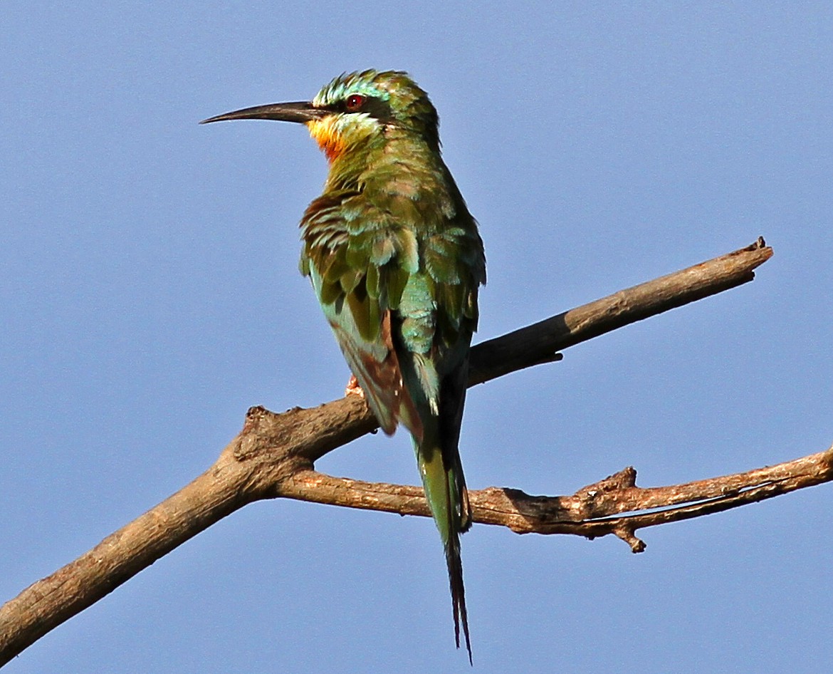 Blue-cheeked Bee-eater - Frans Vandewalle