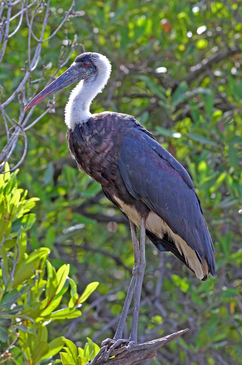 African Woolly-necked Stork - ML205654931