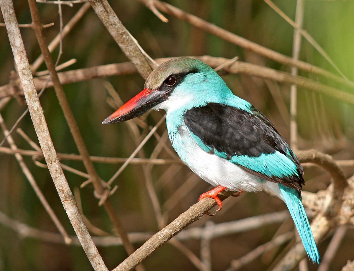 Blue-breasted Kingfisher - ML205655001