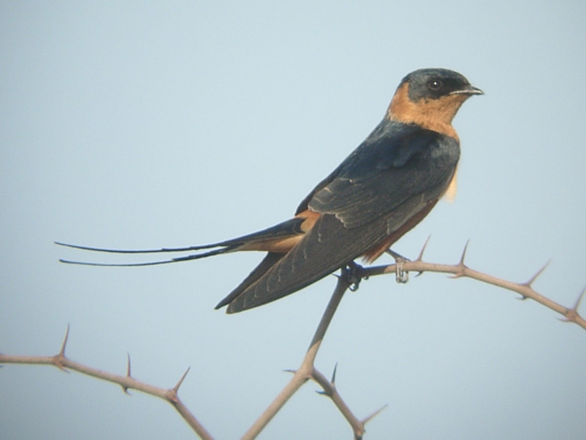 Rufous-chested Swallow - Laurent Demongin