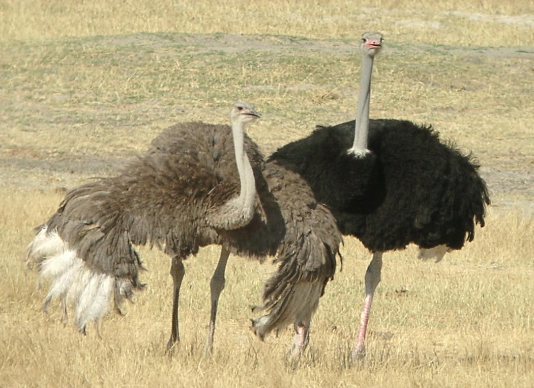 Common Ostrich - Laurent Demongin
