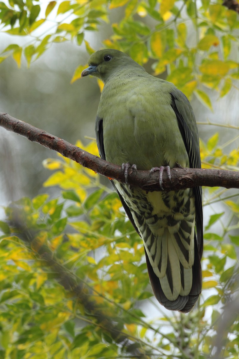 Whistling Green-Pigeon (Taiwan) - Chun Fai LO
