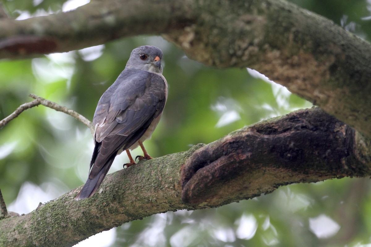 Chinese Sparrowhawk - ML205656691