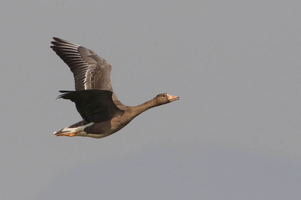 Greater White-fronted Goose - ML205657041