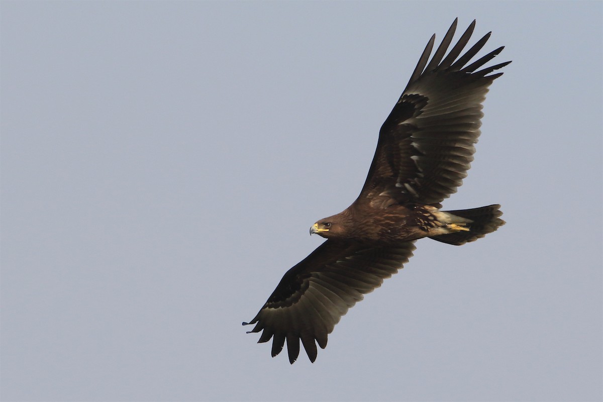 Greater Spotted Eagle - Chun Fai LO