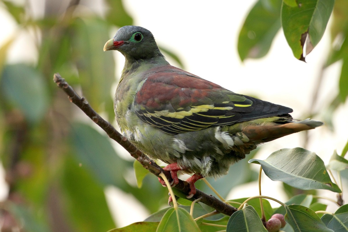 Thick-billed Green-Pigeon - Chun Fai LO
