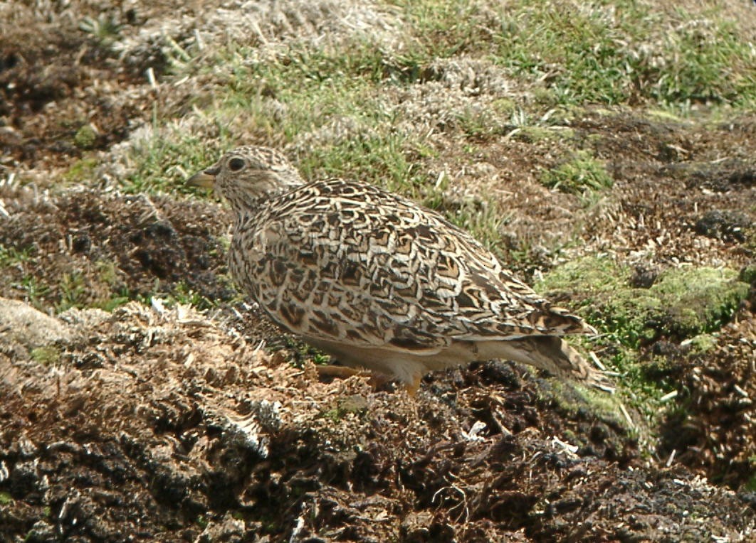 Gray-breasted Seedsnipe - ML205658311