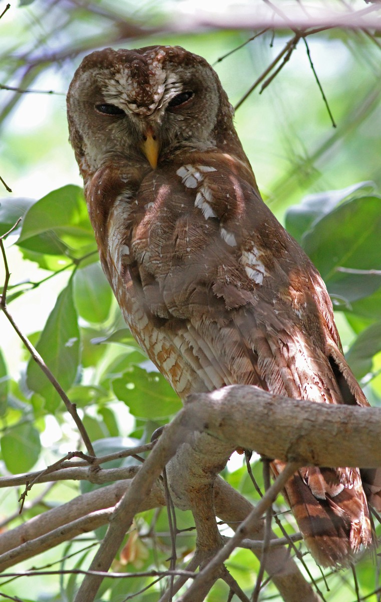 African Wood-Owl - ML205658781