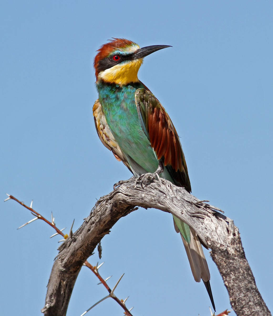 European Bee-eater - Frans Vandewalle