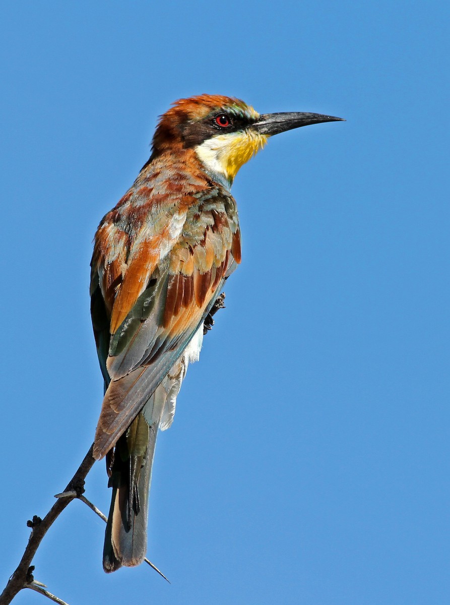 European Bee-eater - ML205658841