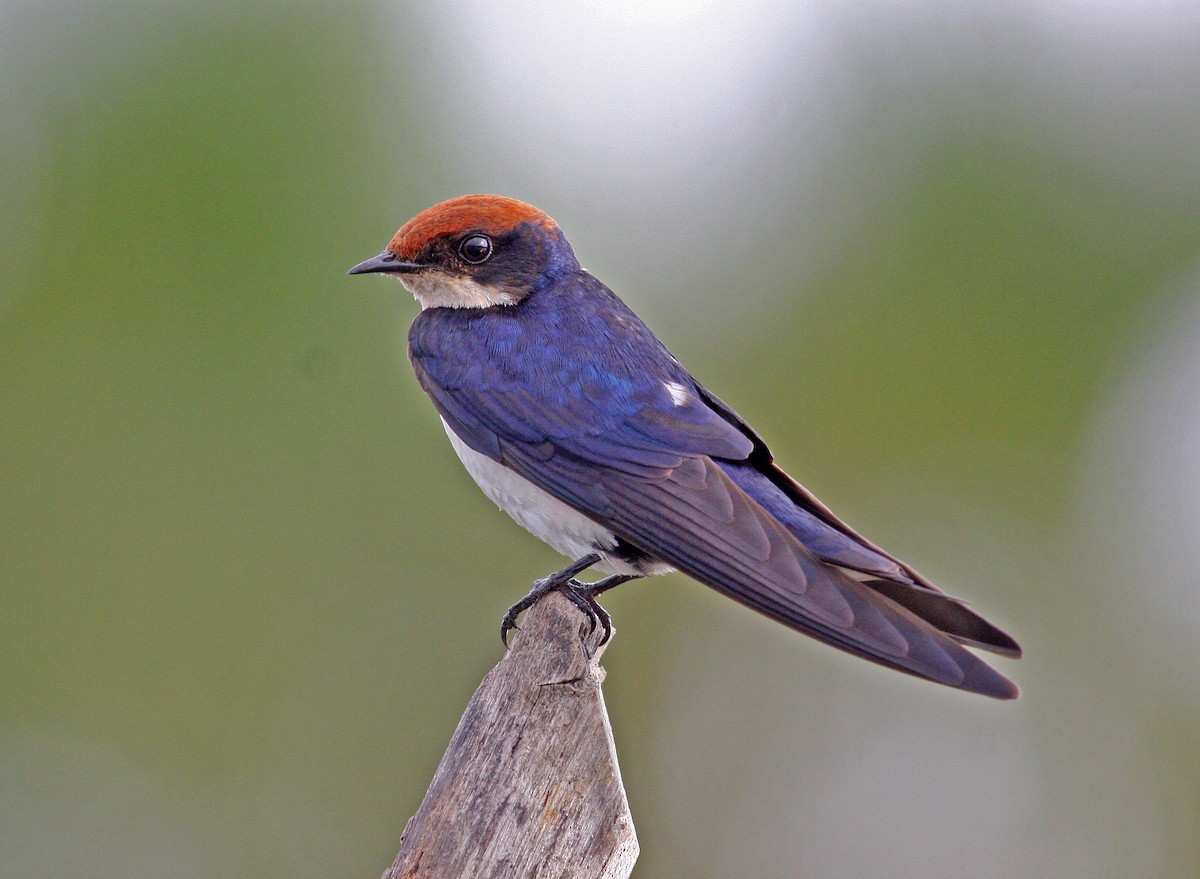 Wire-tailed Swallow - ML205658851