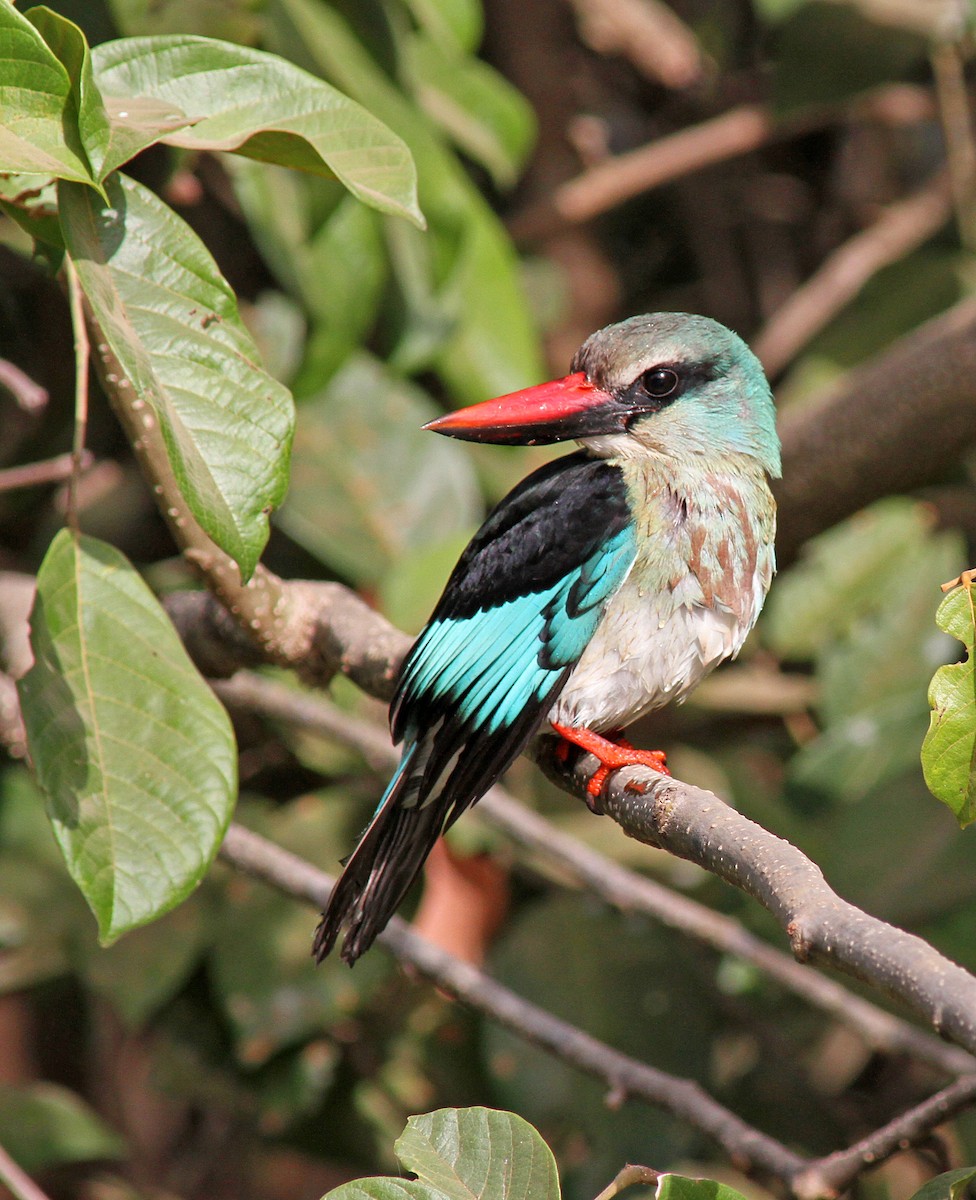 Blue-breasted Kingfisher - ML205658881