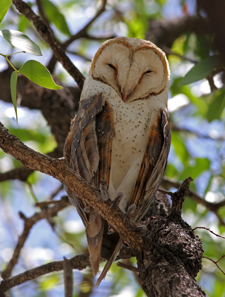 Barn Owl (African) - ML205659101