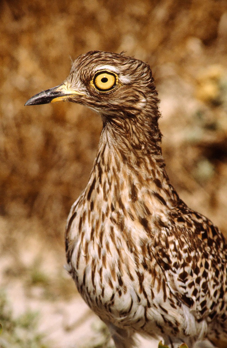 Spotted Thick-knee - ML205659121