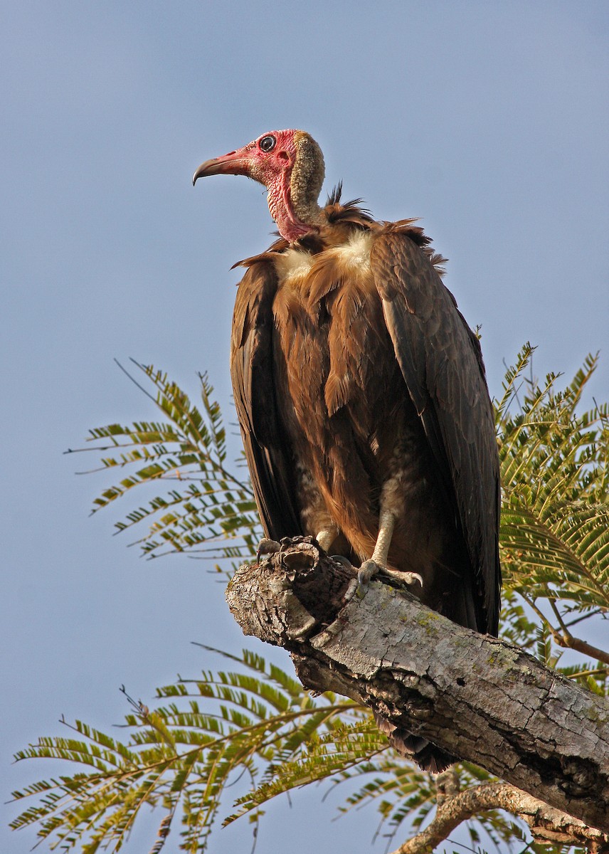 Hooded Vulture - Frans Vandewalle