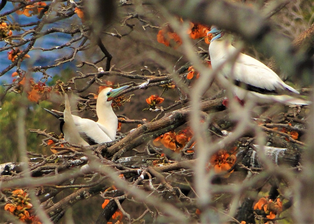 Red-footed Booby - ML205659751
