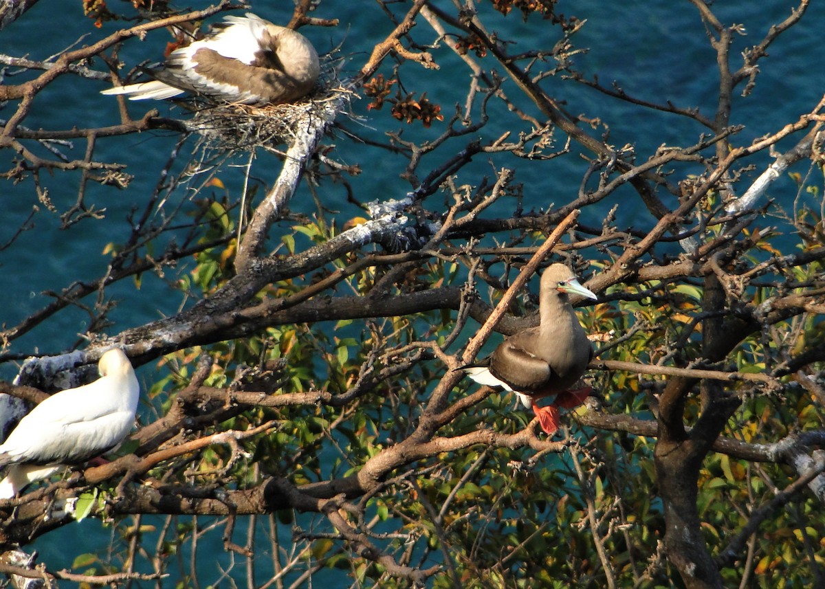 Red-footed Booby - ML205659801