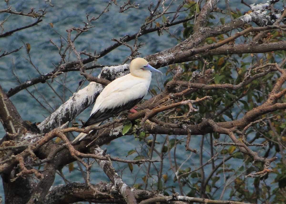 Red-footed Booby - ML205659811