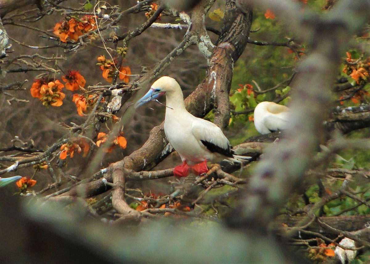 Red-footed Booby - ML205659831