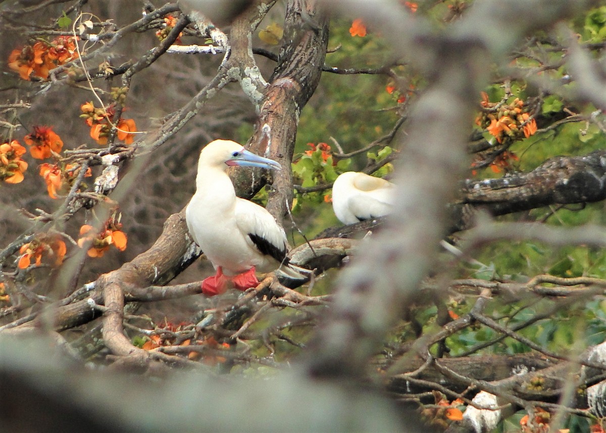 Red-footed Booby - Carlos Otávio Gussoni