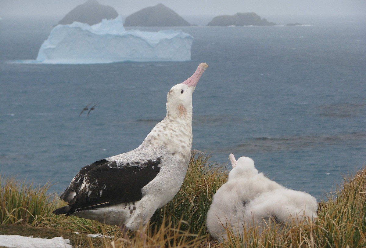 Snowy Albatross - Laurent Demongin