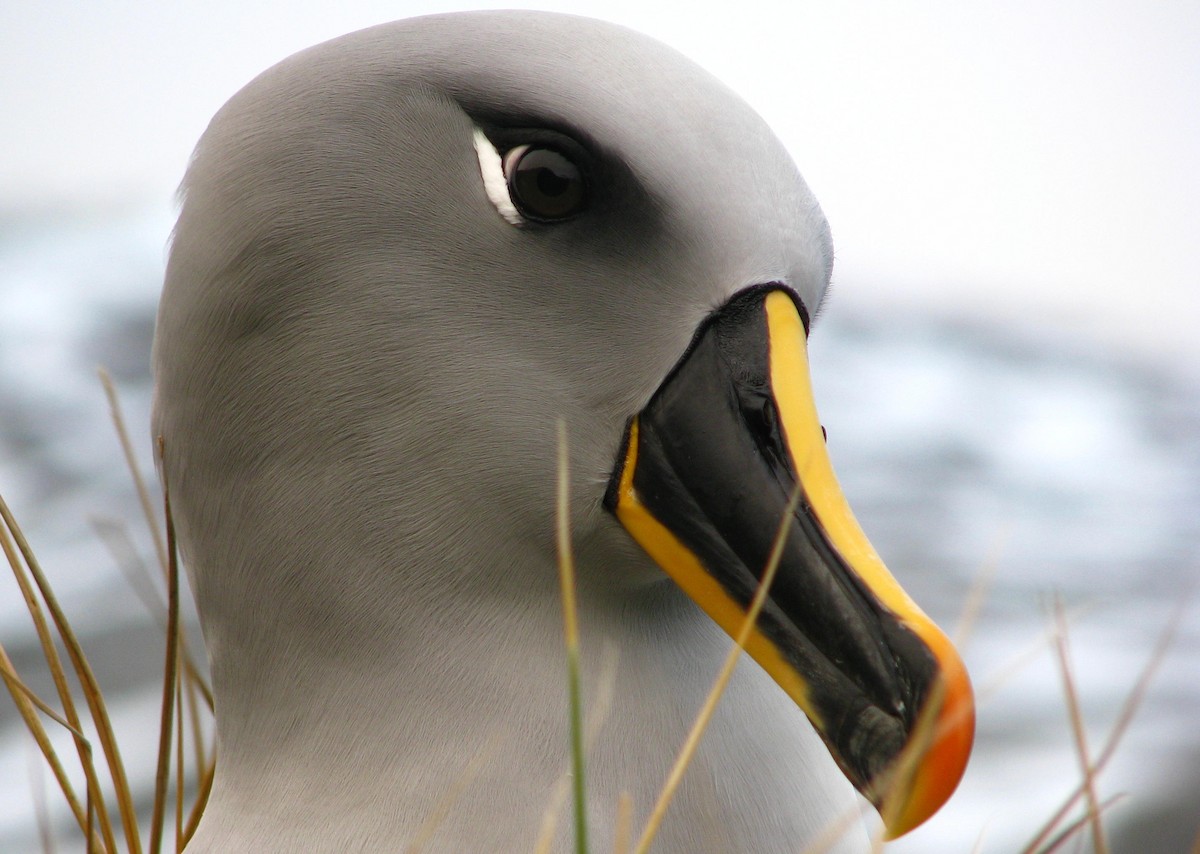 Gray-headed Albatross - Laurent Demongin
