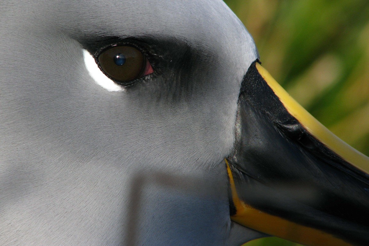 Gray-headed Albatross - ML205660251