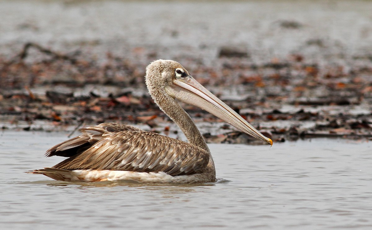 Pink-backed Pelican - ML205660971