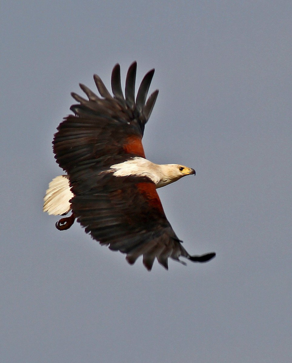 African Fish-Eagle - ML205661081