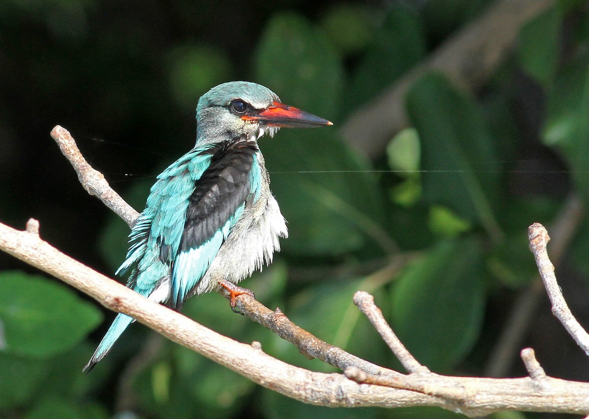 Woodland Kingfisher - Frans Vandewalle