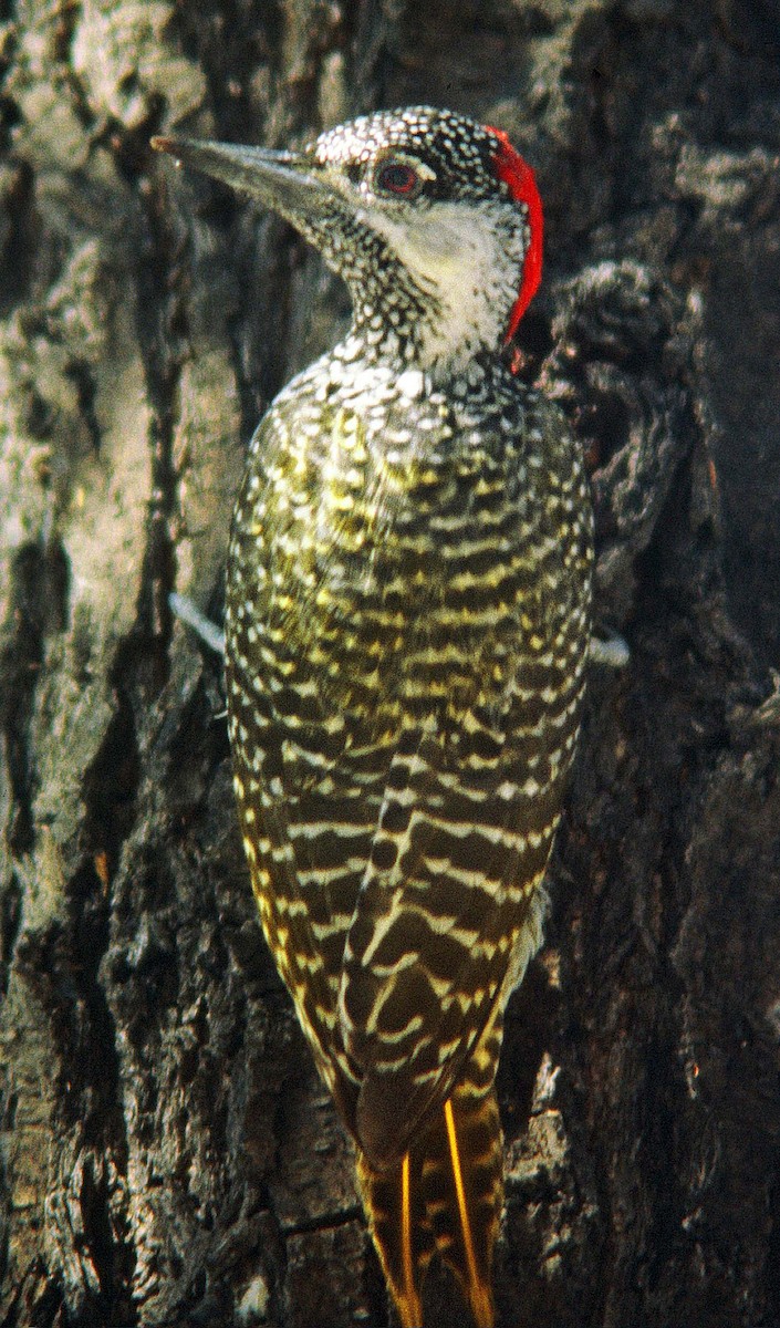 Golden-tailed Woodpecker (Golden-tailed) - Frans Vandewalle