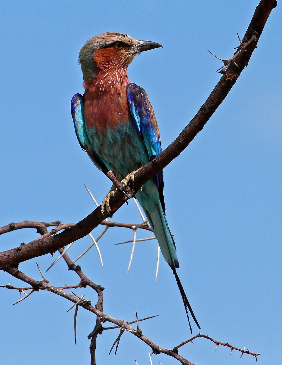 Lilac-breasted Roller (Lilac-breasted) - ML205661251