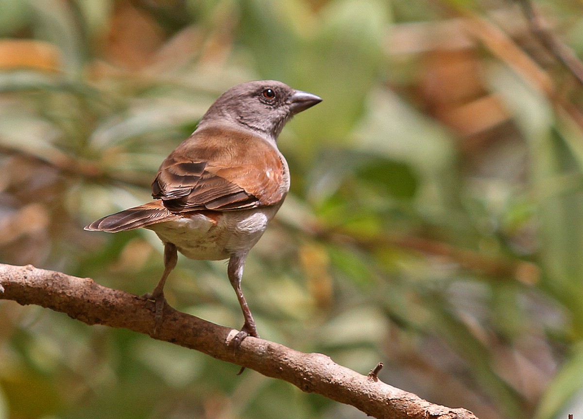 Northern Gray-headed Sparrow - Frans Vandewalle