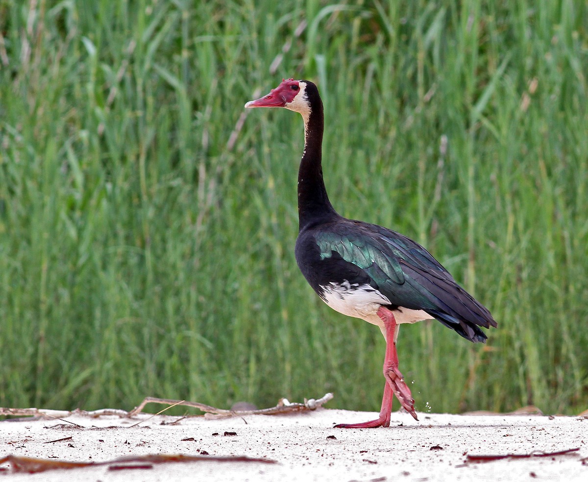 Spur-winged Goose (Southern) - ML205661271