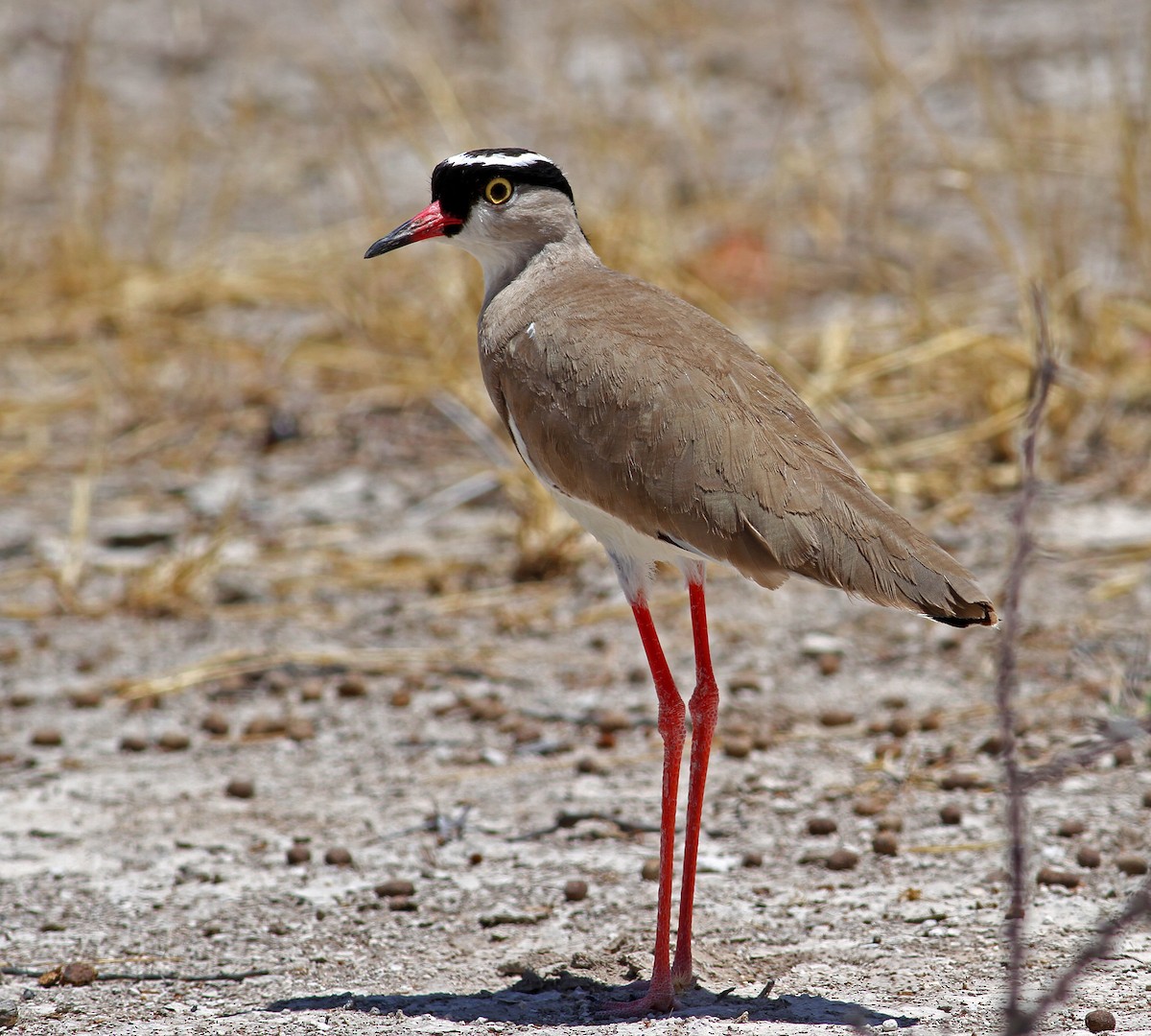 Crowned Lapwing - ML205661311