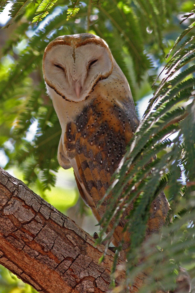 Barn Owl (African) - Frans Vandewalle