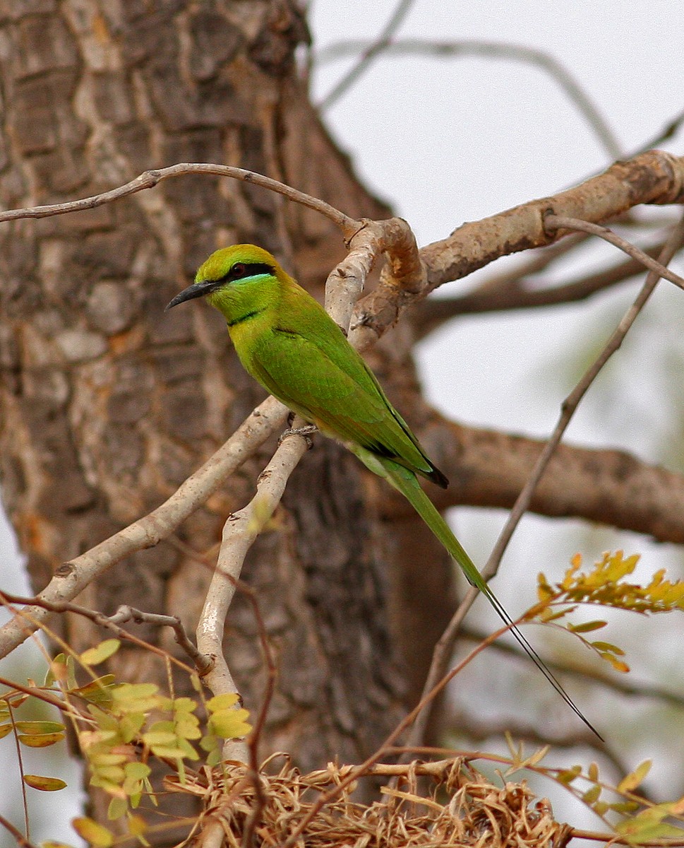 African Green Bee-eater - ML205661431
