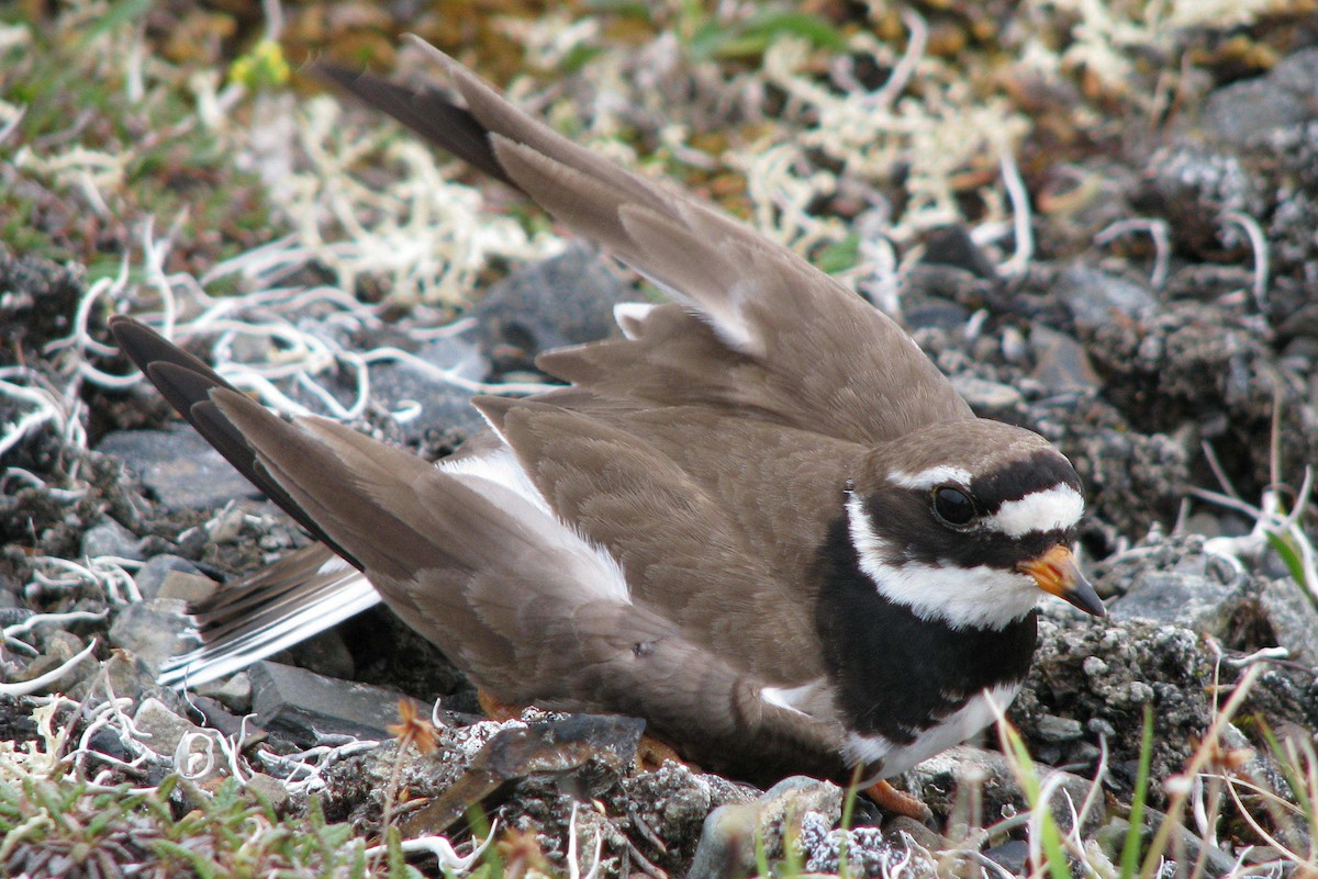 Common Ringed Plover - ML205662421