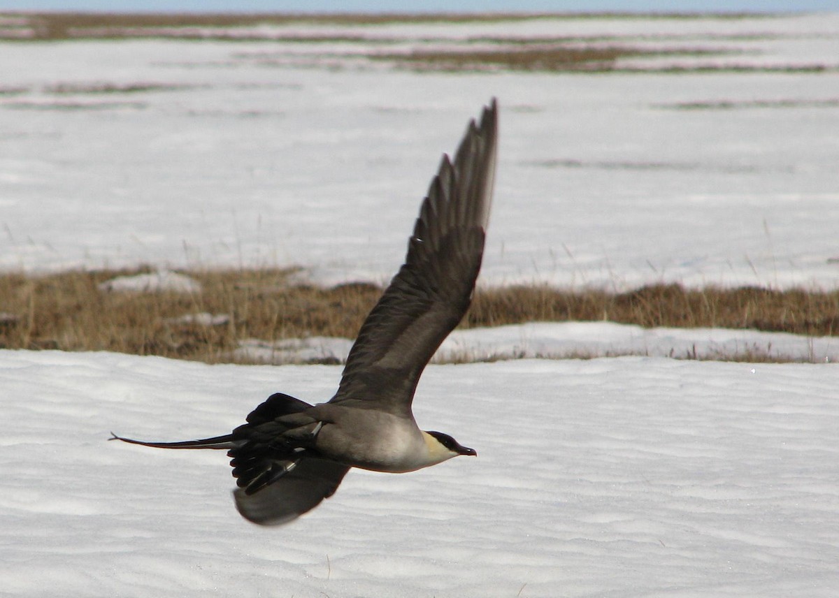 Long-tailed Jaeger - ML205662541