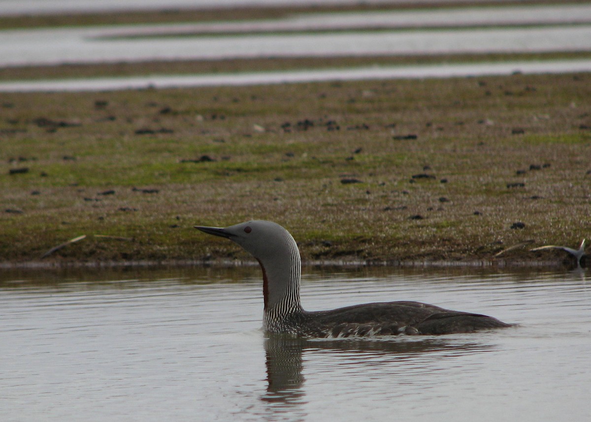 Red-throated Loon - ML205662671